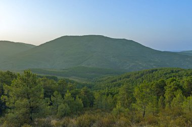 Bir İskoç çam ormanında kış sahnesi, şafağın turuncu ışığı altında kahverengi çam kozalakları arasında kısmen eriyen kar.