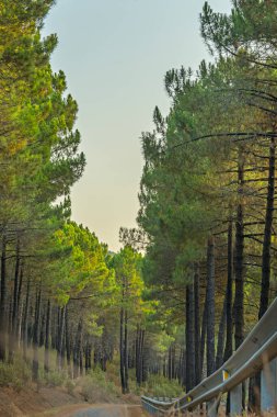 Ormanın zemini granit kayaların arasında kahverengi kozalaklarla kaplıydı. Güneş ışığının ilk ışınlarıyla aydınlanıyordu.