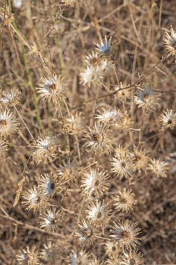 Bir yaz deresinin yanında büyüyen düğün çiçekleri ışıldayan suya yansıyan altın bir halı oluşturuyor.