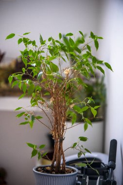 Phalaenopsis orkidesi, kabuk substratıyla şeffaf bir kapta, hava köklerini ve kıvrımlı çiçek çivilerini gösteriyor.