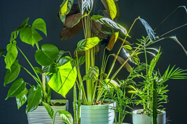 Tencerelerindeki kapalı bitkiler pencereden güneş ışığı alıyor..