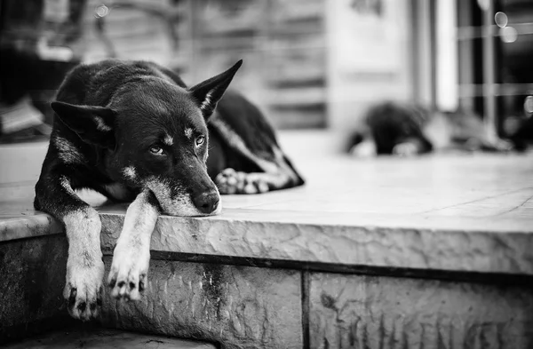 The interrupted nap. — Stock Photo, Image