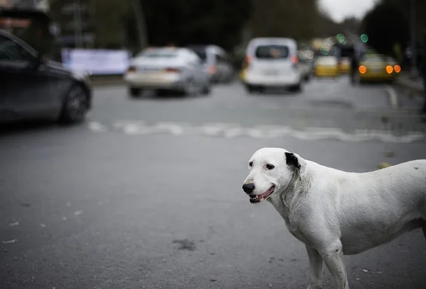 Peatonal en la calle Estambul . — Foto de Stock