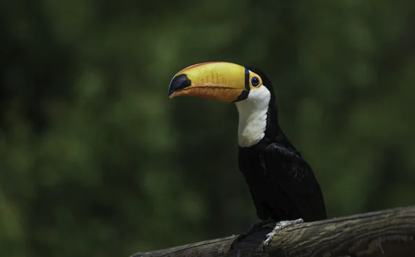 Toucan em Jardim Zoológico de Madrid II — Fotografia de Stock