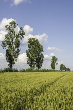 Llanuras de Valaquia.
