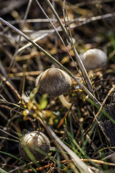 Setas en el campo. — Stock Photo, Image