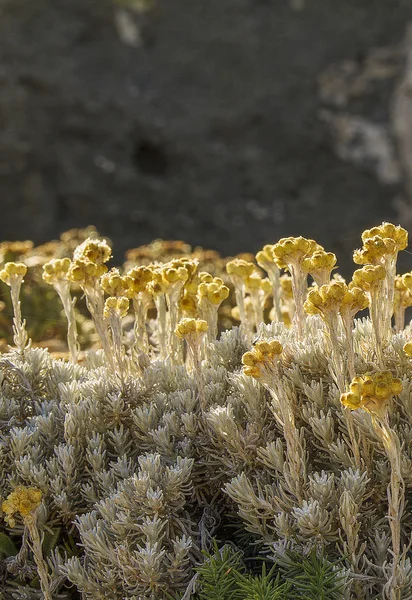 Little yellow flowers. — Stock Photo, Image