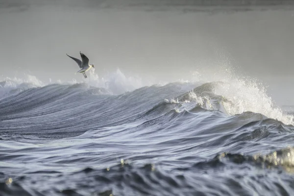 Seagull Играющий Волнах Пляже Samil Галисия Испания — стоковое фото