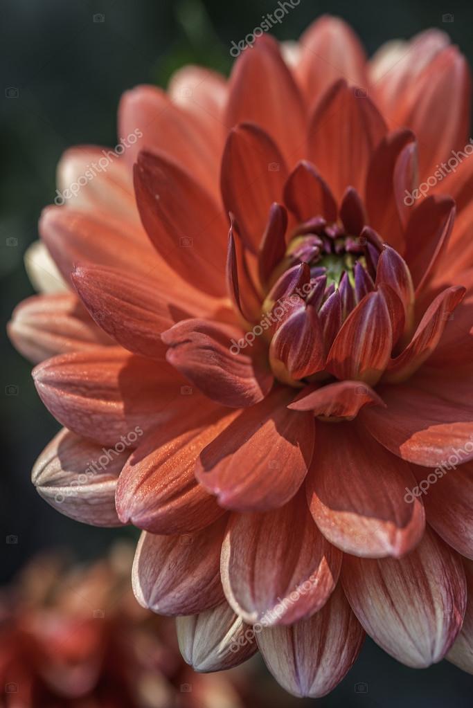 Download Gardenia In Red I Stock Photo C Toyakis 89165076 For Free Get Wallpaper Gardenia In Red I Stock Photo C Toyakis 89165076 For iPhone