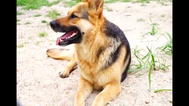 Vacker Tysk Herde Hund Lekte Gården — Stockvideo