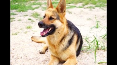 Güzel Alman çoban köpeği bahçede oynuyordu..