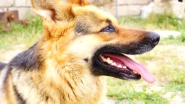 Alman çoban nefes nefese yakın çekim.