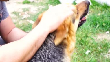 adam bir Alman çoban okşadı