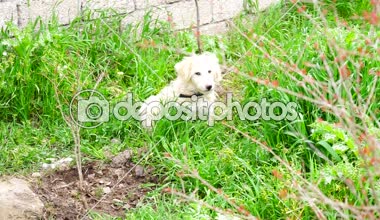 çimenlerin üzerinde oturan beyaz tüylü köpek