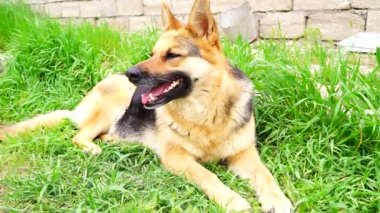 Otların arasında oturan Alman çoban köpek 