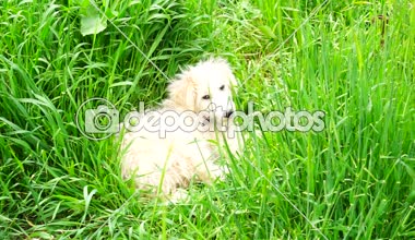 çimenlerin üzerinde oturan beyaz tüylü köpek