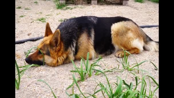 Güzel Alman Çoban Köpeği Bahçede Oynuyordu — Stok video