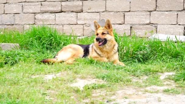 Chien de berger allemand assis dans l'herbe  