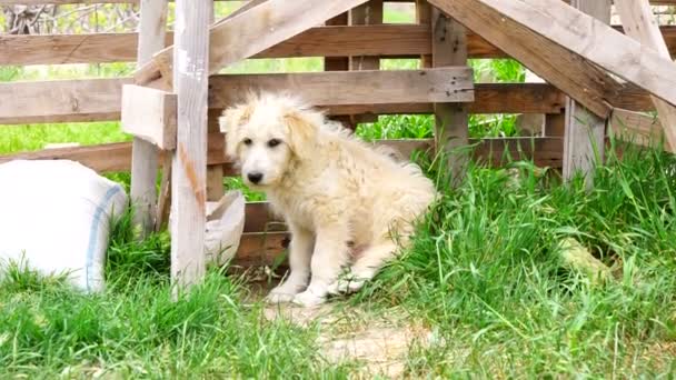 Perro peludo blanco sentado en la hierba — Vídeos de Stock