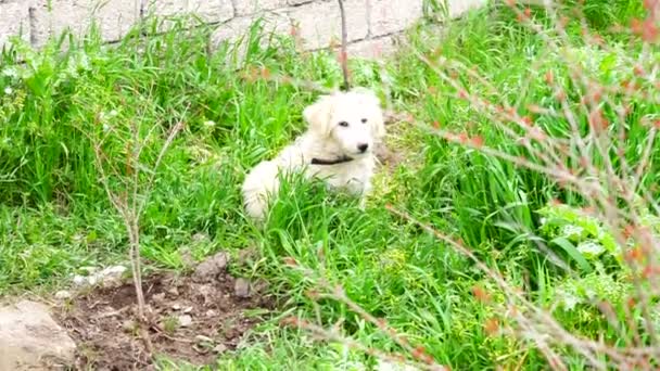 chien poilu blanc assis sur l'herbe 