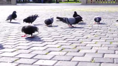 Aç güvercinler kuş somun ekmek kaynıyor 