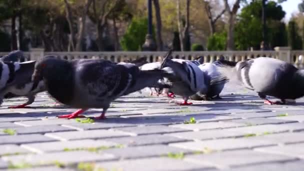 Hungry pigeons bird swarming the loaf of bread — Stock Video