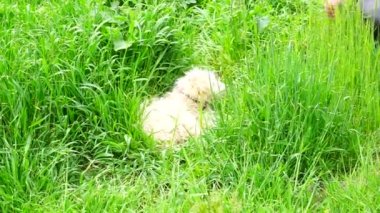 çimenlerin üzerinde oturan beyaz tüylü köpek