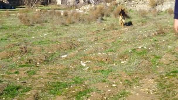 Il ragazzo gioca con un pastore tedesco nel cortile — Video Stock