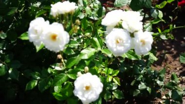 bir şehirde Park güzel güller