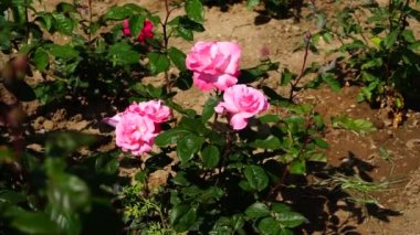 bir şehirde Park güzel güller