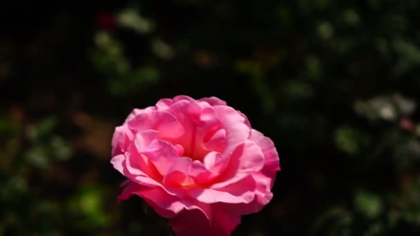 Vackra rosor i en stad Park — Stockvideo
