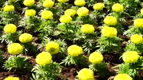 Marigolds ή Tagetes erecta λουλούδι στη φύση ή στον κήπο — Αρχείο Βίντεο