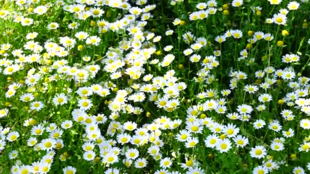 Prästkragar i gräset under soliga sommardag. Blomma fältet. — Stockvideo