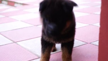 Bahçede oynayan Alman çoban köpek yavrusu 