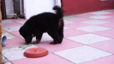 Bahçede oynayan Alman çoban köpek yavrusu 