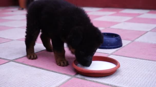 Berger allemand chiot faim appétit manger de la nourriture à partir d'un bol — Video