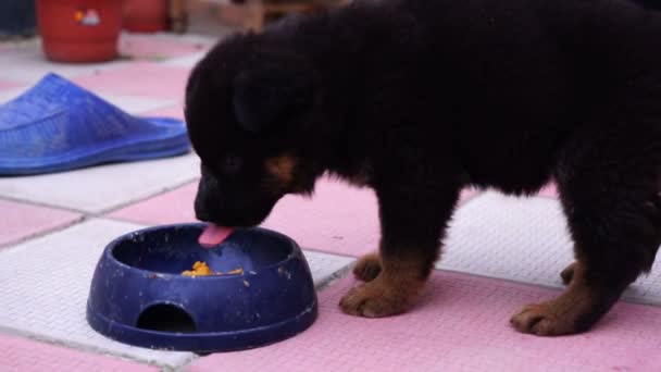 Duitse herder pup honger honger eten uit een kom — Stockvideo