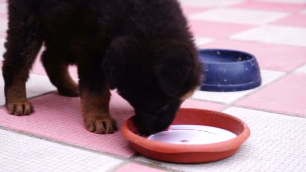 Duitse herder pup honger honger eten uit een kom — Stockvideo