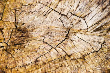 Ağaç kabuğu arka plan ve doku. Kesik ağaç gövdesinin ahşap dokusu. kütük,