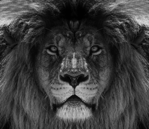 Portrait Belle Lionne Africaine Noir Blanc — Photo