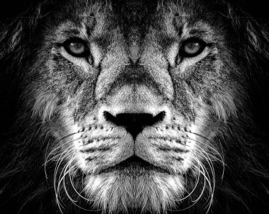 Güzel Afrika aslanının portresi. Siyah beyaz..