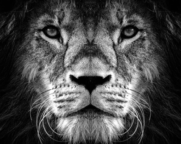 Portrait Beautiful African Lionin Black White — Stock Photo, Image