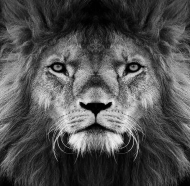 Güzel Afrika aslanının portresi. Siyah beyaz..