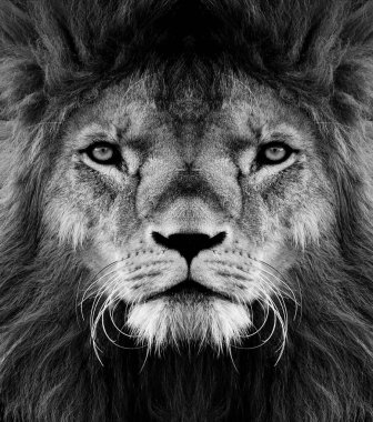 Güzel Afrika aslanının portresi. Siyah beyaz..