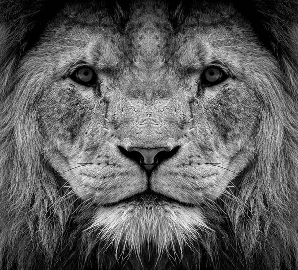 Retrato Hermoso León Africano Blanco Negro — Foto de Stock