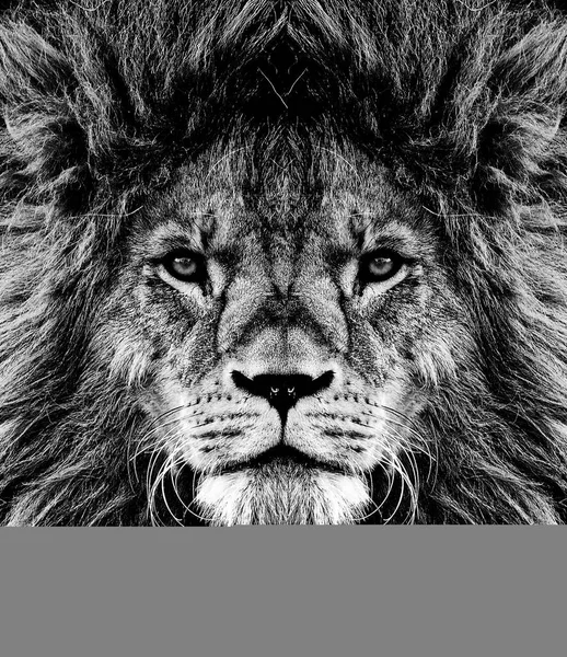 Porträt Der Schönen Afrikanischen Löwin Schwarz Weiß — Stockfoto