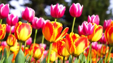 Şehir parkındaki bir çiçeklikte kırmızı ve sarı laleler yetişir.