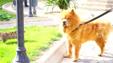 Sevimli ve konsantre kırmızı Chow Chow köpeği bahçede dinleniyor..