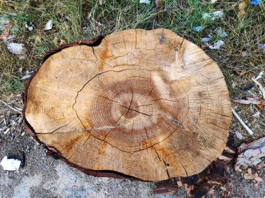 Çalı ağaçlarının çekirdek kesiti yüzeyi kesiyor, yakın plan. Arkaplan ve desenli