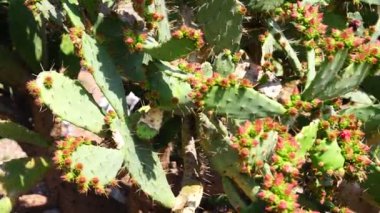 kaktüs makrolar ile canlı doku çöl arka planlar için uygun